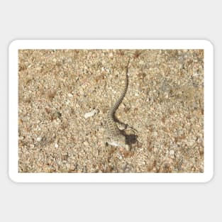 Lizard, Long-nosed Leopard Lizard, Reptiles, Wildlife, Reptilian, Gifts Sticker